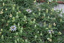 gal/cro 08/_thb_small-IMG_4740.JPG
